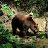 Brown bear in Plitvice
