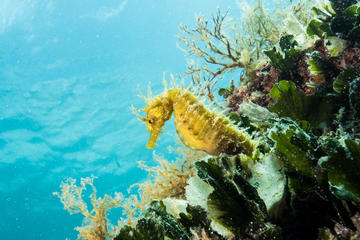 discover-scuba-diving-in-pula-in-pula-226383