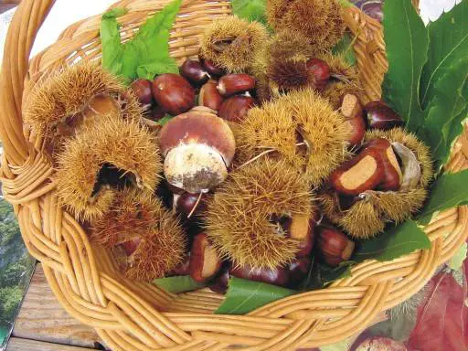 basket of chestnuts